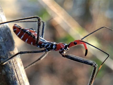 Whoa 4 Creepy Bugs In Arizona Abc15 Digital Video