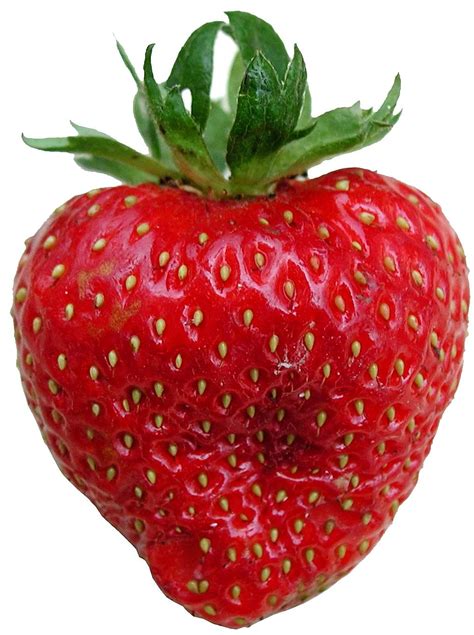 Filestrawberry Fruit Wikimedia Commons