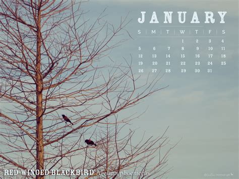 January Calendars And Wallpaper Katie Normal Girl