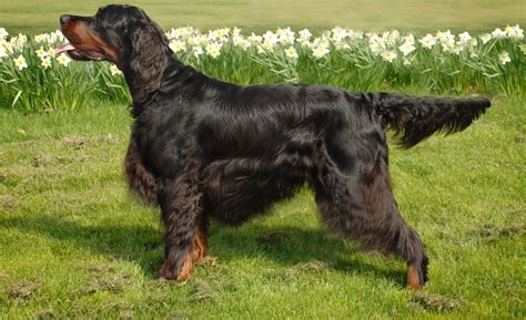 For over 20 years, our goal is to breed fine hunting gordon and english setters that exceed the highest standards demanded from foot hunters of upland birds and the field trialer, as well as to be a. Gordon Setter Info, Temperament, Care, Training, Puppies ...