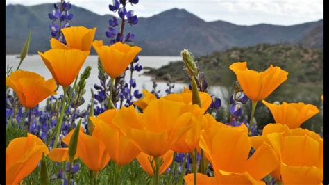 Bartlett Lake Wildflowers Arizona Part 1 Youtube