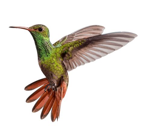 Hummingbird Png Transparent Image Download Size 2700x2468px