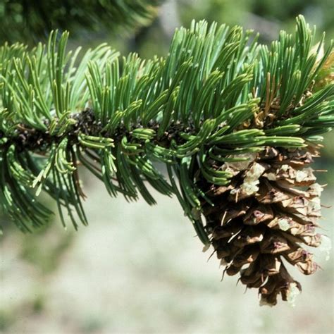 Buy Bristlecone Pine Pinus Aristata 5 Seeds Online Seeds