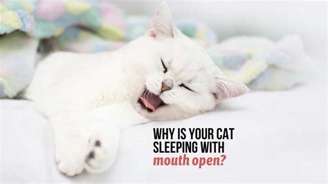 5 Explanations For Why Is Your Cat Sleeping With Mouth Open
