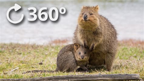 360º Quokkas - The Happiest Animal in the World - 4K - YouTube