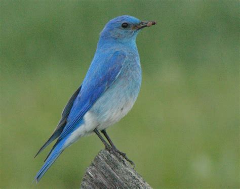Birds Of Madison County Mountain Bluebirds Of Madison County Blue