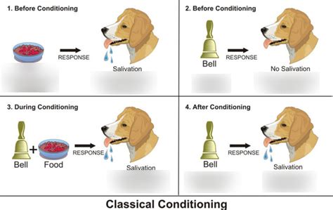 Classical Conditioning Diagram Diagram Quizlet