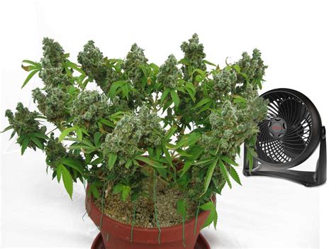 Maybe you would like to learn more about one of these? How to Get Rid of Fungus Gnats for Good! | Grow Weed Easy