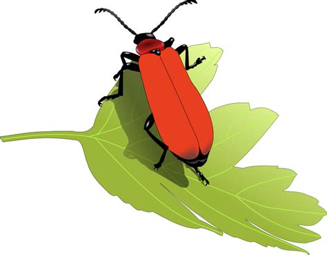 Insect Clipart Image 2 Clipartix