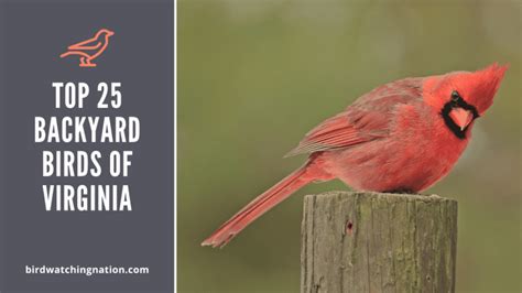 Top 25 Brilliant Backyard Birds Of Virginia You Can Enjoy At Home
