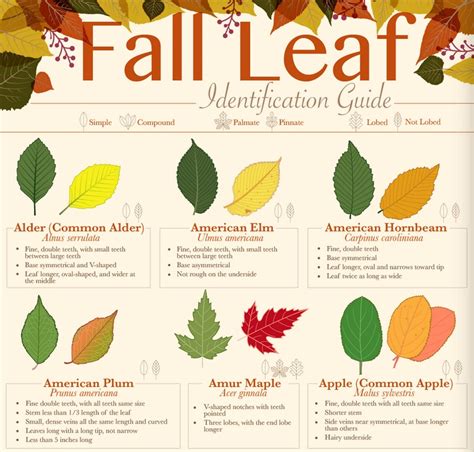 Fall Leaf Id Guide A Magical Homeschool