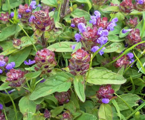 Selfheal Identify Prevent And Control This Lawn Weed