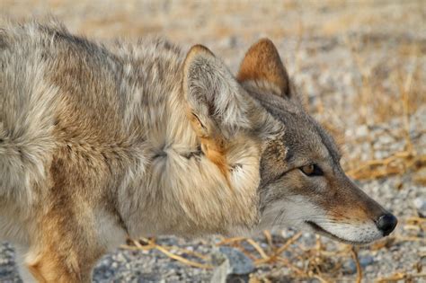 Im All Ears North American Animals Wildlife Photos Wild Dogs