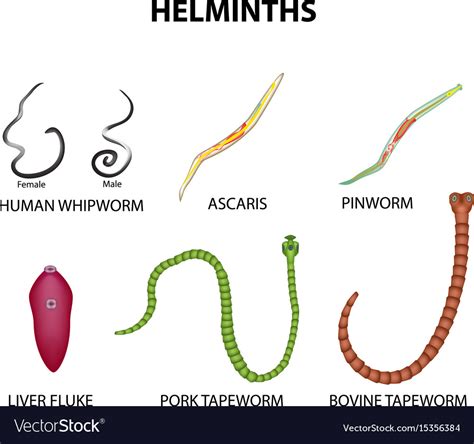 A Set Helminths Roundworm Ascaris Pinworms Vector Image