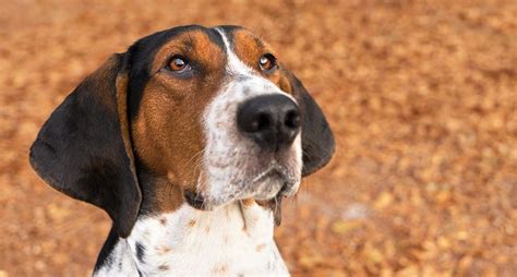 Why Coonhounds Make For Perfect Hunting Companions Treeing Walker