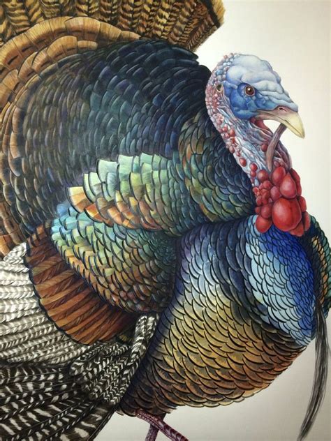 Pin By Ольга Удовенко On Акварель Птицы Turkey Art Turkey Painting Turkey Drawing