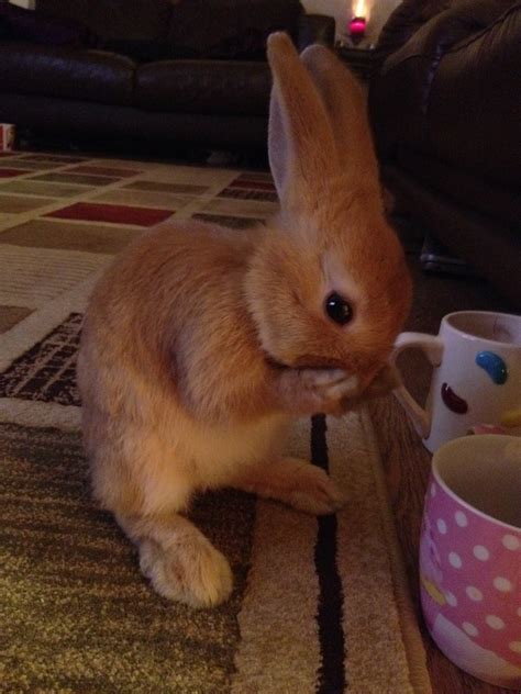 Our New Baby Bunny Having A Wash Oh And She Loves Twinings Flickr