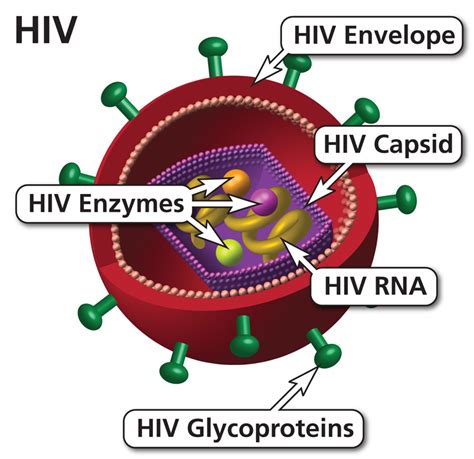 Human Immunodeficiency Virus Definition Aidsinfo