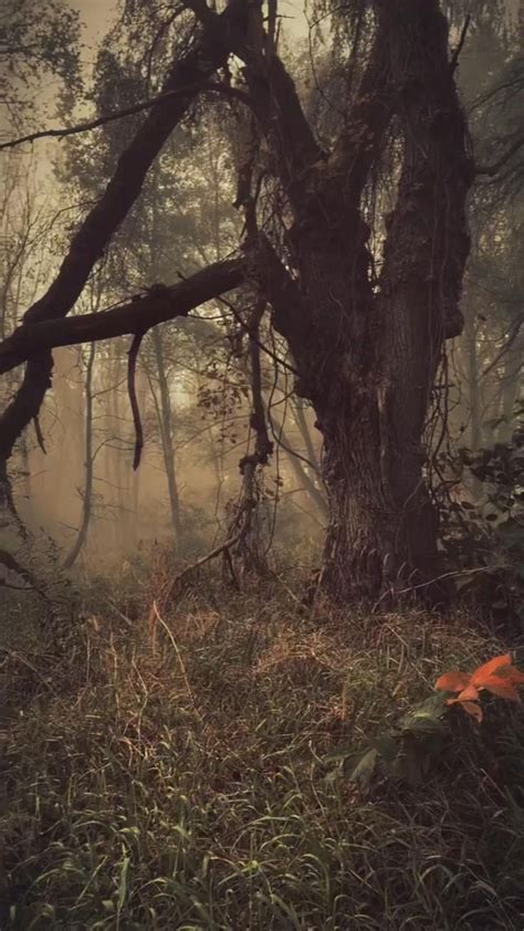 Florest Forest Witch Aesthetic Forest Photography Magic Forest