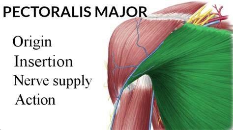 Pectoralis Major Origin Insertion Nerve Supply And Action Youtube