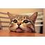 60  Best Cat Instagram Captions Cute & Funny IG