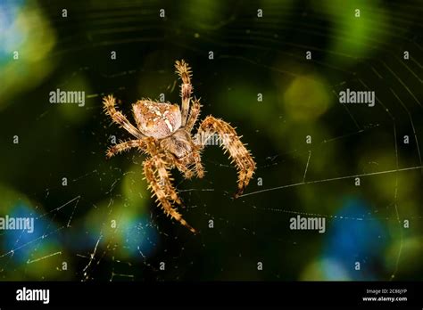 Spider Spider Wrapping Its Prey In Silk Nature Background Stock Photo
