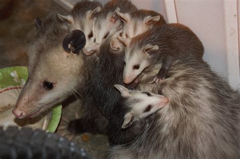 Mother Opossum Carrying Six Babies On Her Back Stock Photo Download