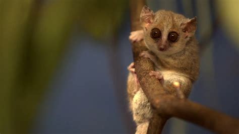 Baby Pygmy Mouse Lemur