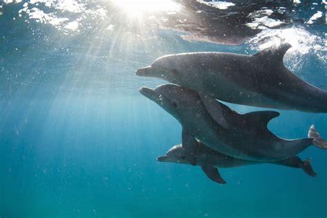 Why Dolphins Are The Most Intelligent Ocean Creature