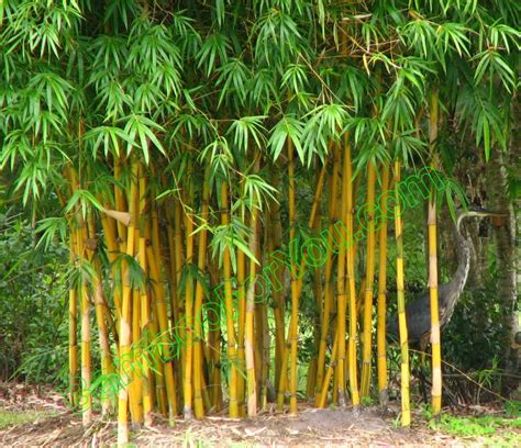 We No Longer Sell Bamboo Plants But You May Still Enjoy Our Website And