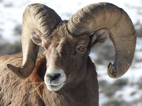 600 Free Ram And Sheep Images Pixabay