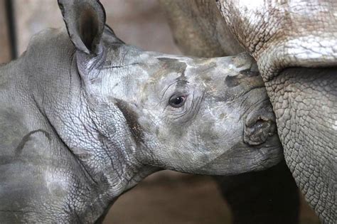 Al Ain Zoo Names Baby Rhino After Sudan