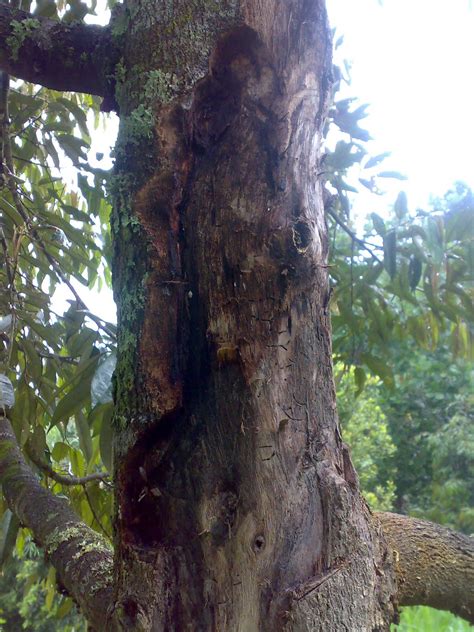 Antara racun kulat untuk mengatasi. Kebun Durian Antap Sari: Penyakit Tanaman Durian