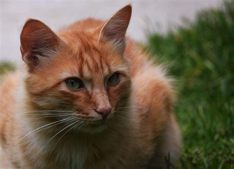 1920x1080 Wallpaper Orange Tabby Cat Peakpx
