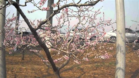 Peach Tree Blossoms Youtube