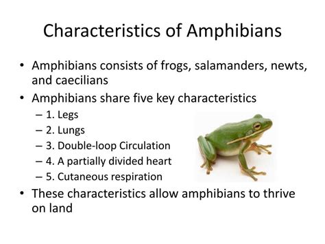 Class Amphibia Diagram