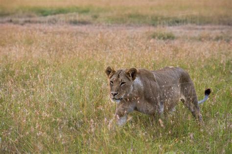 Lioness Panthera Leo Walking In Savannah Masai Mara National Reserve