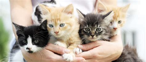 10 Tips For Taking Care Of A Kitten Kittilitt