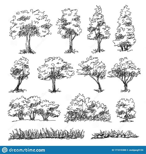 Pin By Raffi Tomassian On Architectural Trees Tree Drawing Tree