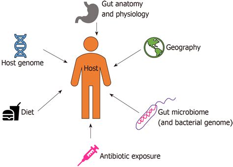 Role Of Gut Microbiota In Cardiovascular Diseases
