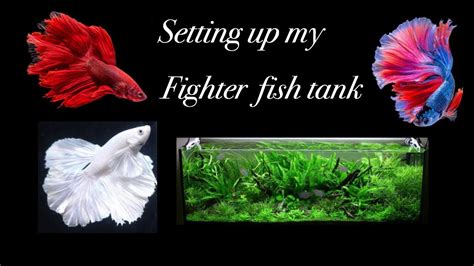 Setting Up My Betta Fish Tank Fighter Fish Youtube
