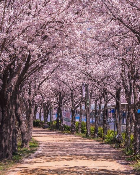 Cherry Blossom In Seoul South Korea Landscape In 2021 Spring City