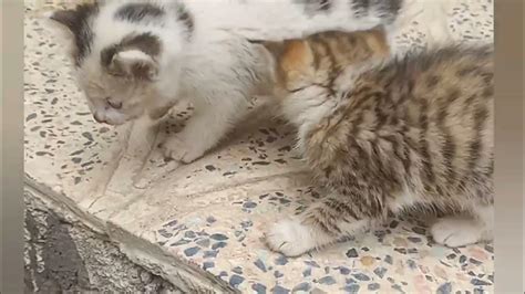 بچه گربه های ناز بی مادر گربهحیوانخانگیسهقلوملوس Youtube