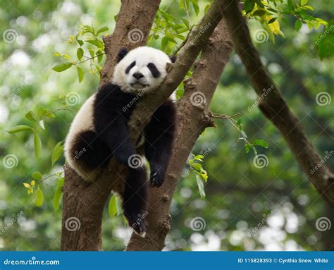 Young Panda Sleeping In A Tree Stock Image Image Of Trees Cute