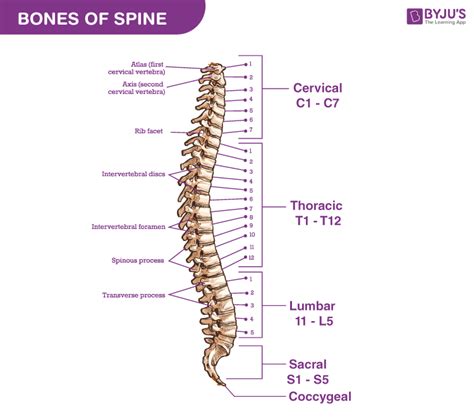 Vertebrae Bones Diagram And Features