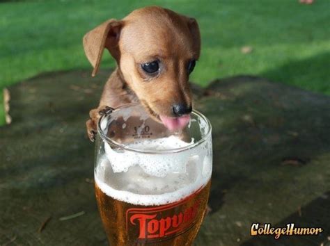 35 Animals Drinking Beer Funny Dogs Cute Dogs Dog Beer