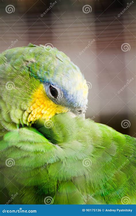 Green Macaw Parrot Sleeping Stock Photo Image Of Colorful Jungle