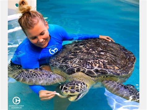 Clearwater Marine Aquarium To Reopen May 15 Clearwater Fl Patch