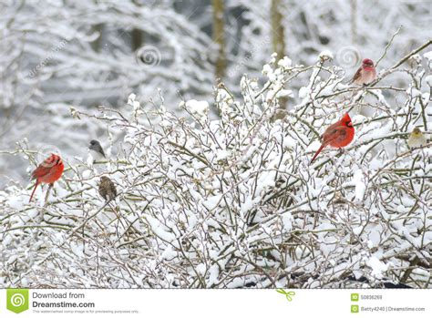 Two Red Male Cardinals Rosy Fitch Perch In Snowy Bush Stock Image