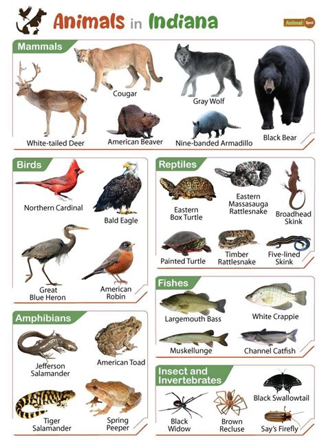 List Of Animals That Live In Indiana With Pictures